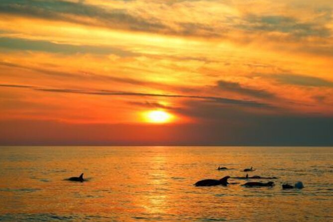 3hours all inclusive Sunset&Dolphin Tour from Medulin on Sandra - The dolphin hunt: 50/50 odds, better if you keep it relaxed