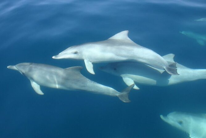 3hours all inclusive Sunset&Dolphin Tour from Medulin on Sandra - Dinner onboard: fish, meat, or vegetarian with drinks included