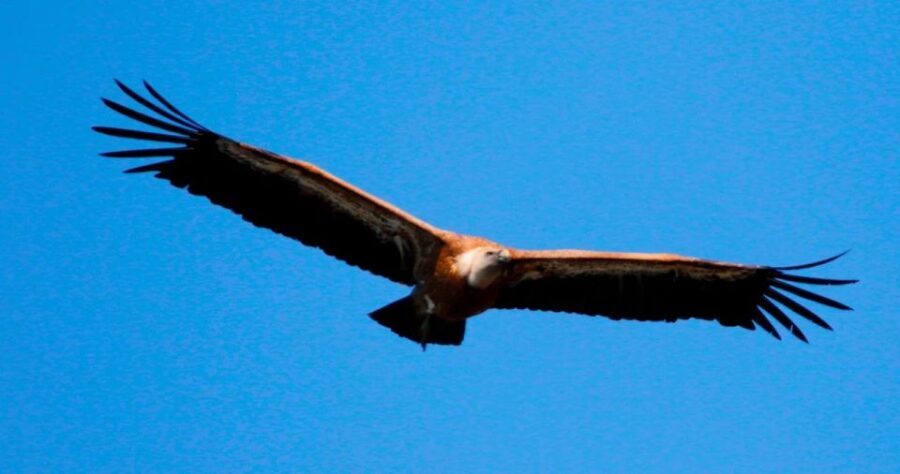 5h Plavnik Island: Swim & Snorkel with Capt. Bobo (Public) - On the far side: griffon vultures with a wingspan over 2.5 meters