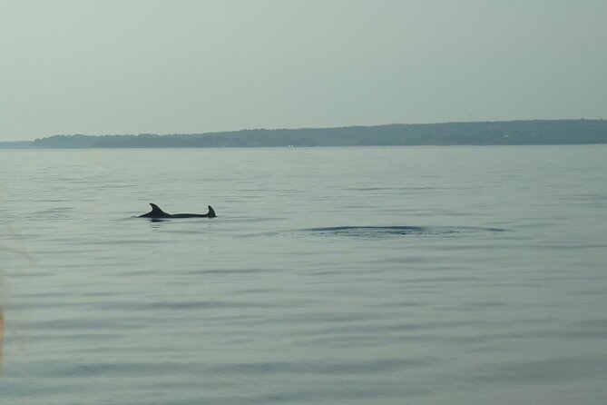 Beautiful Sunset and Dolphin Watching - Why Fažana and Brijuni make a smart sunset cruise