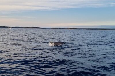 Beautiful Sunset and Dolphin Watching - The short “2-hour” plan on the Kristina ship