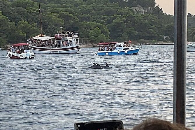 Beautiful Sunset and Dolphin Watching - Price and value: what $36.30 gets you in Istria