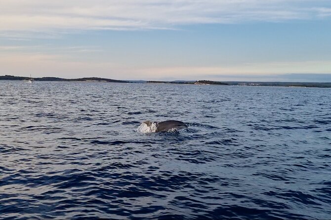 Beautiful Sunset and Dolphin Watching - The short “2-hour” plan on the Kristina ship