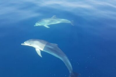 Blue Cave and Hvar Tour from Trogir - Biševo Island: Blue Cave time, plus the monk seal cave stop
