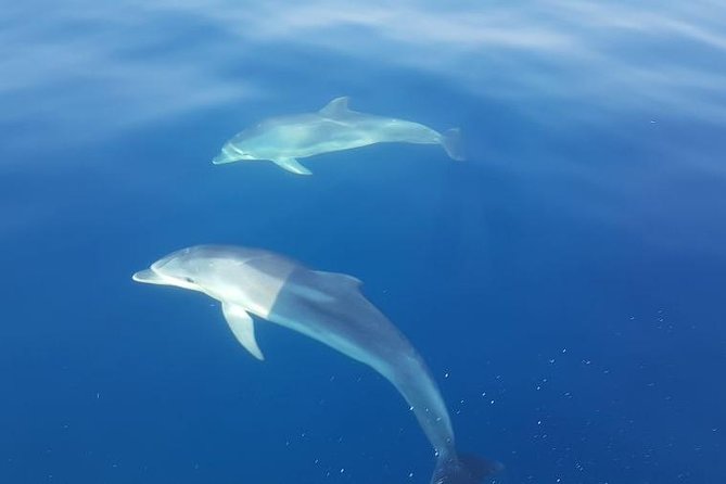 Blue Cave and Hvar Tour from Trogir - Biševo Island: Blue Cave time, plus the monk seal cave stop