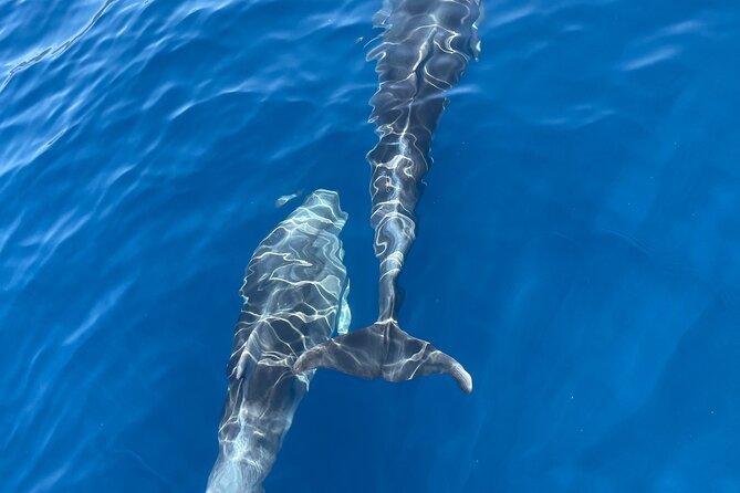 Blue cave tour with a speedboat-small group - Your 4-hour route around the Elaphiti Islands