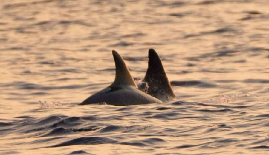 Brijuni Islands: Sunset & Dolphins private boat tour - The Dolphin Hunt: When the Boat Stops Being Passive