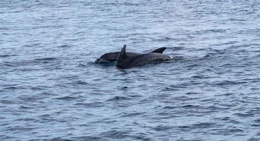 Brijuni Islands: Sunset & Dolphins private boat tour - Brijuni National Park: Panoramas, Photos, and 14 Islands Along the Coast