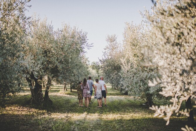 Buje: Authentic Istrian family farm, guided walk, foods & wine - Wine, olive digestif, elderflower juice, and a full Istrian charcuterie board