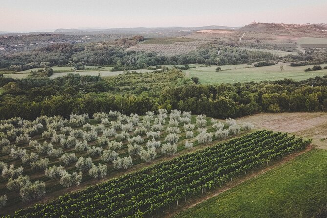 Buje: Authentic Istrian family farm, guided walk, foods & wine - The surprise dessert: olive oil in gelato