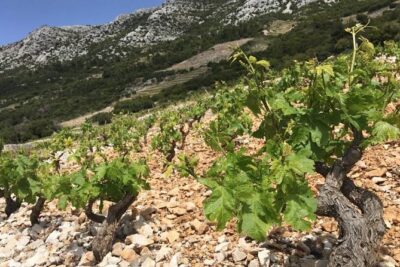 Classic Tour with Wine Tastings from Dubrovnik - Getting there from Dubrovnik without feeling rushed