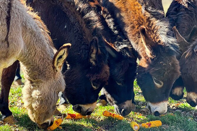 Croatian Legacy Eye of the Earth and Rural Charm - Key highlights to know before you go