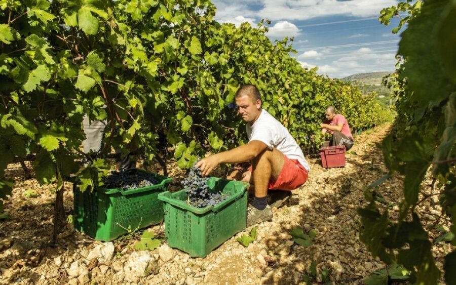Dalmatian Delights: Food & Wine Tour from Split or Trogir - Key highlights to know before you go