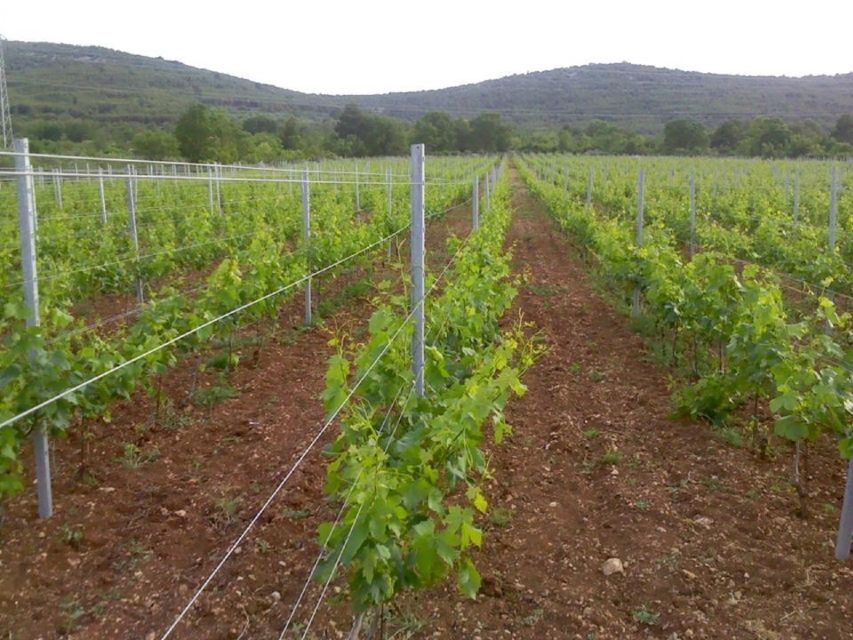 Dalmatian Delights: Food & Wine Tour from Split or Trogir - Price and value: where $212 starts to make sense