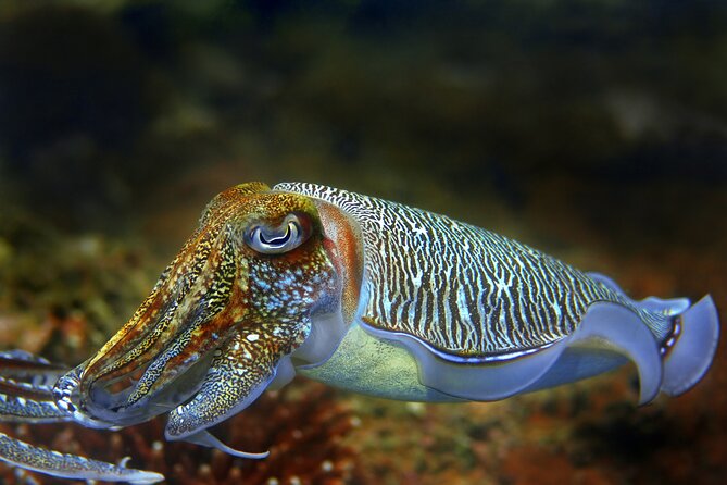 Diving day tour with 2 dives - Choosing the underwater sites: Hvar, Brac, and the Makarska Riviera