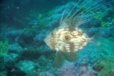 Diving day tour with 2 dives - Boat briefing to underwater briefing: how preparation sets the tone