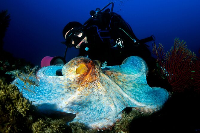 Diving day tour with 2 dives - Between the two sessions: using the 1–1.5 hour surface break