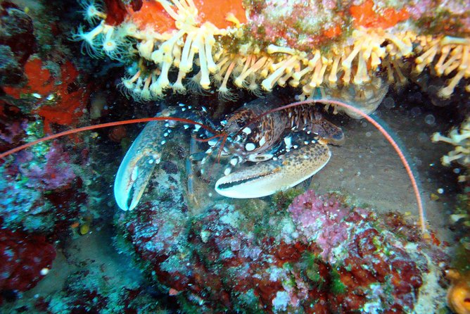 Diving day tour with 2 dives - In-water guidance and safety: what to look for