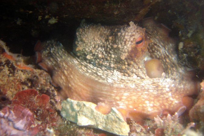Diving day tour with 2 dives - Depth limits, licensing, and who this trip fits best