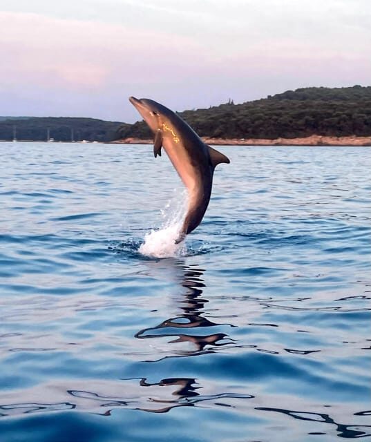 Dolphin private sunset tour Rovinj - Dolphin Watching Rovinj at Sunset: The Real Appeal