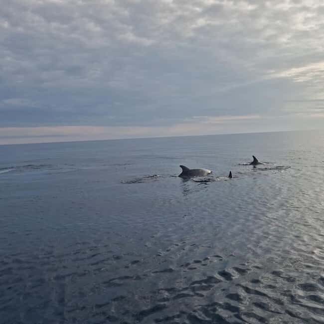 Dolphin private sunset tour Rovinj - The 90-Minute Plan: How the Timing Keeps the Sunset on Track