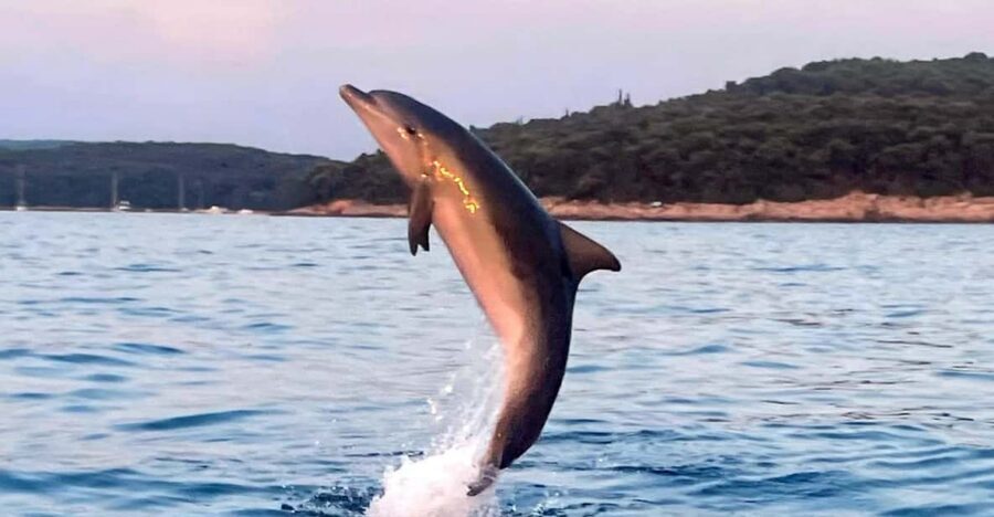 Dolphin private sunset tour Rovinj - First Views of Rovinj: Panorama Cruising Near Town