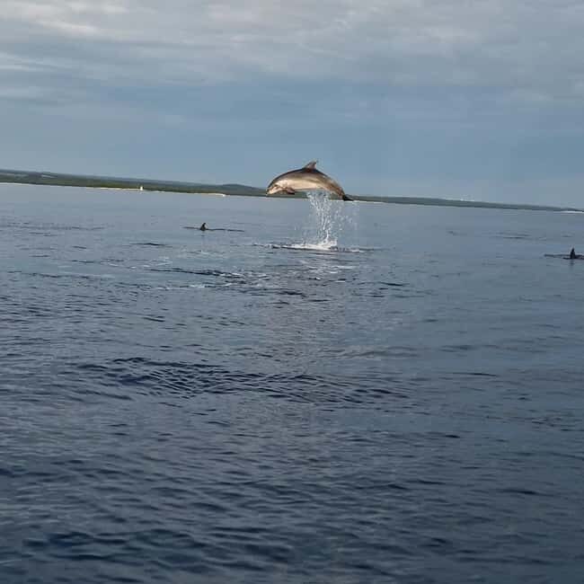 Dolphin private sunset tour Rovinj - Where You Meet the Boat: Luigi Monti, Delfin Dock, or Mali Mol