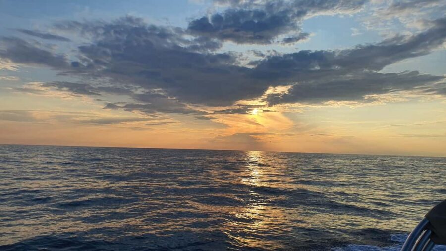 Dolphin safari every morning&evening - If dolphins don’t show: other marine moments you might catch