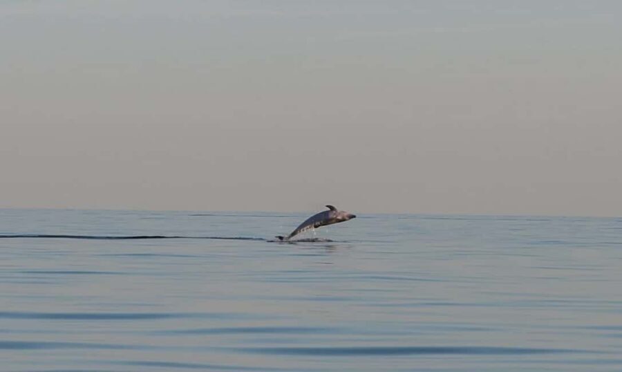 Dolphin safari every morning&evening - What the boat ride feels like during the search