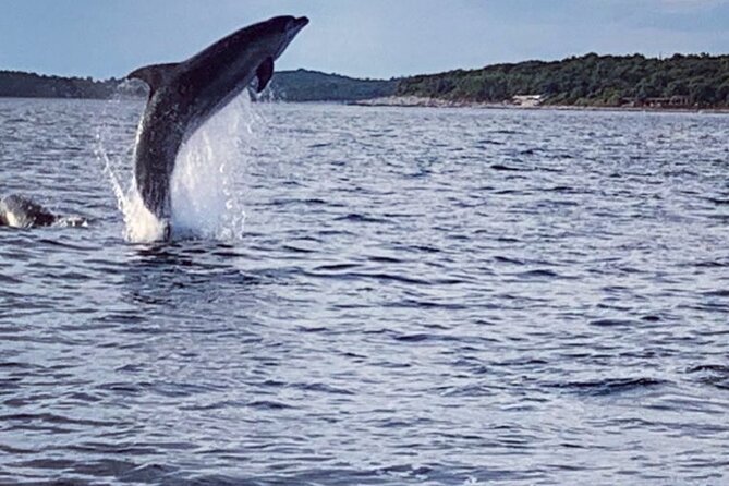 Dolphin Sunrise Adventure with Speedboat - Meeting in Vrsar: The Start Line for Your Early Boat