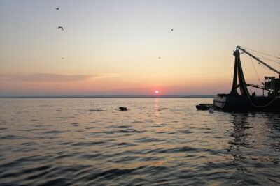 Dolphin Sunrise Adventure with Speedboat - The 6:00 AM–7:30 AM Window: When Sunrise and Dolphin Spotting Overlap