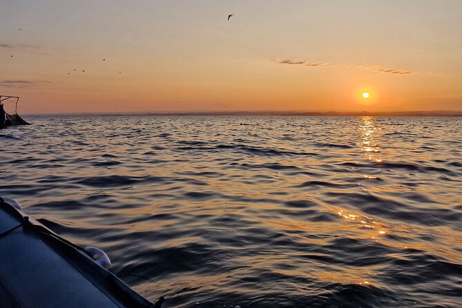 Dolphin Sunrise Adventure with Speedboat - Watching Dolphins and Hearing About Them: The Guide’s Role