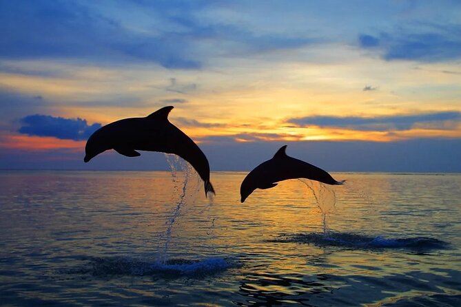 Dolphin Sunset Adventure with Speedboat - The skipper on your boat: names you might hear, skills you’ll notice