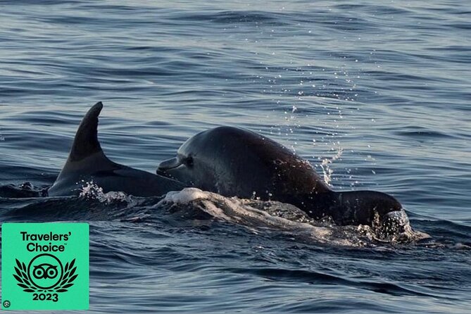 Dolphin & Sunset tour with Brijuni panorama - Dolphins and the protected habitat: how to maximize your chances
