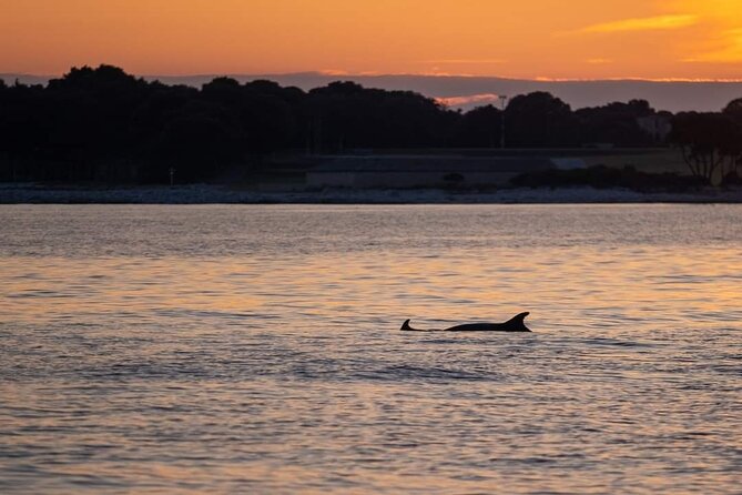 Dolphin & Sunset tour with Brijuni panorama - On-board dinner and open bar: a real evening meal