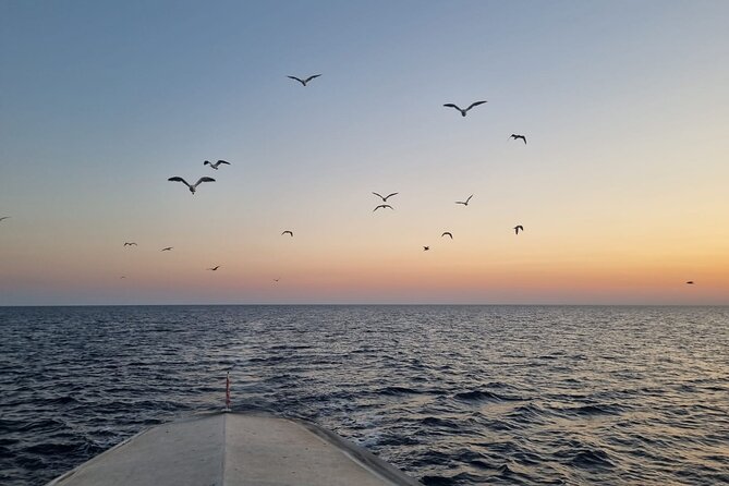 Dolphin & Sunset tour with Brijuni panorama - Price and value: why $65.31 can make sense