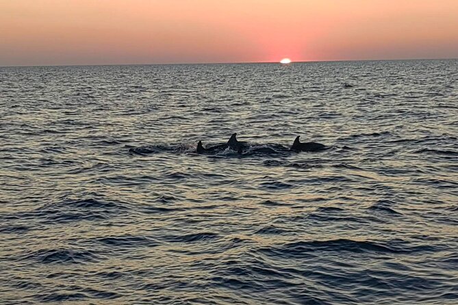 Dolphin & Sunset tour with Brijuni panorama - Who should book this dolphin and sunset cruise from Pula?