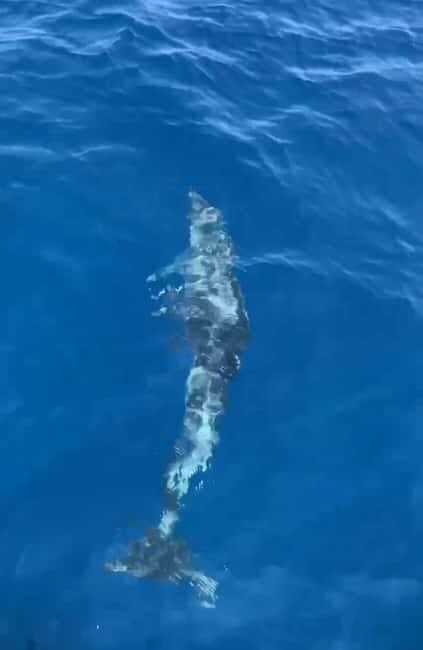 Dolphin tour 2 hours - Departure timing and the sea-hunt approach on the water