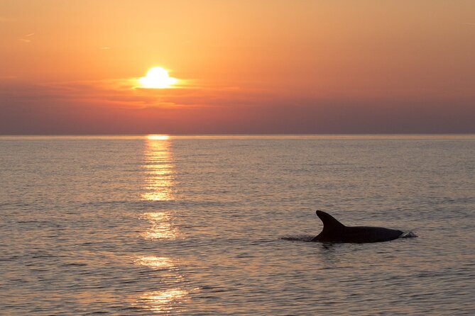 DOLPHIN WATCHING | Pula Boat - The highlights at a glance