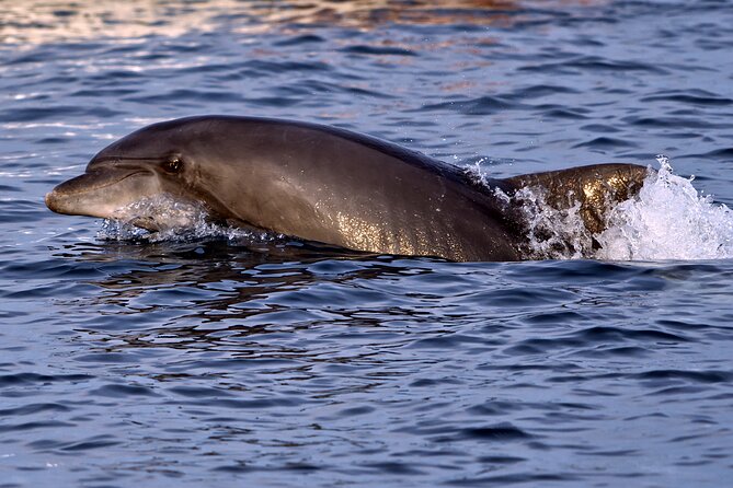 DOLPHIN WATCHING | Pula Boat - A small-boat dolphin mission off Pula’s coast