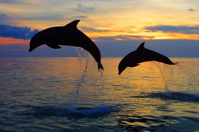 DOLPHIN WATCHING | Pula Boat - Your onboard time: drinks, fruit, and a real break from logistics
