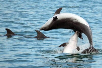 DOLPHIN WATCHING | Pula Boat - What the skipper’s dolphin-watching briefing changes