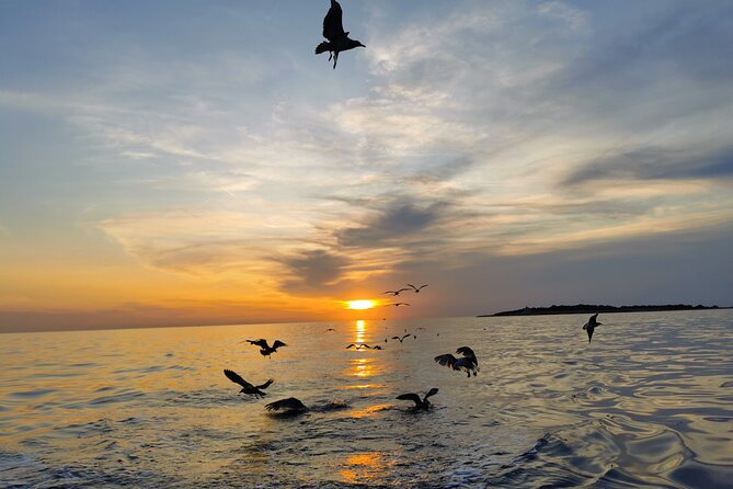 DOLPHIN WATCHING | Pula Boat - Brijuni coastline cruising: where you’ll spend your 3 hours