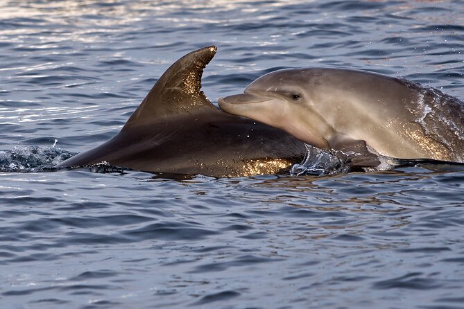DOLPHIN WATCHING | Pula Boat - The crowded-water reality: your main decision point