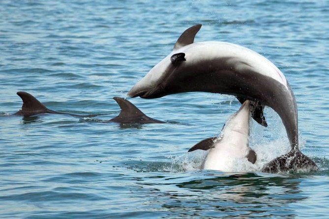 DOLPHIN WATCHING | Pula Boat - What the skipper’s dolphin-watching briefing changes