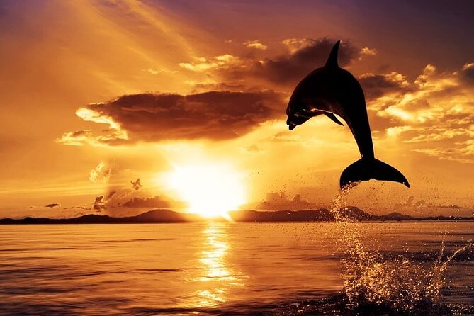 Dolphin Watching & Sunset Boat Tour With Dinner and Drinks - Why Brijuni Dolphins Make This Cruise Worth It