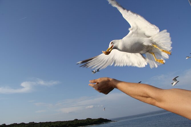 Dolphin Watching Sunset Boat Trip in Pula with Dinner - Should you book the Dolphin Watching Sunset Boat Trip with Dinner?