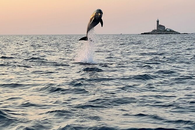 Dolphin Watching Sunset Speedboat Tour with Drinks in Rovinj - Key Things to Know Before You Go
