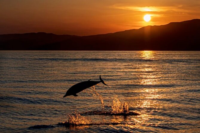 Dolphin Watching Tour – 85% Chance – Drinks & Dinner Included - Quick hits before you book