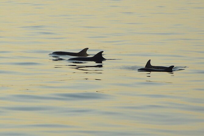 Dolphin Watching Tour – 85% Chance – Drinks & Dinner Included - Why this 5:30 pm dolphin tour feels like a real evening plan